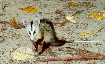 timbu