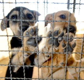 Cães
Foto: Agência Brasil.