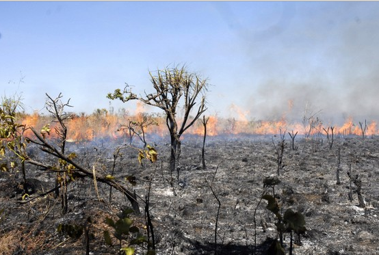 Queimada: na contramão da sustentabilidade  