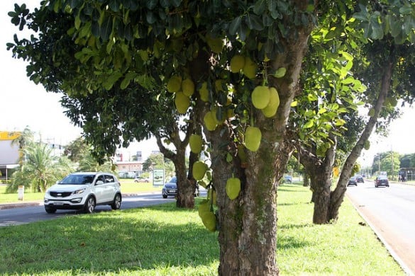 Toninho Tavares/Agência Brasília