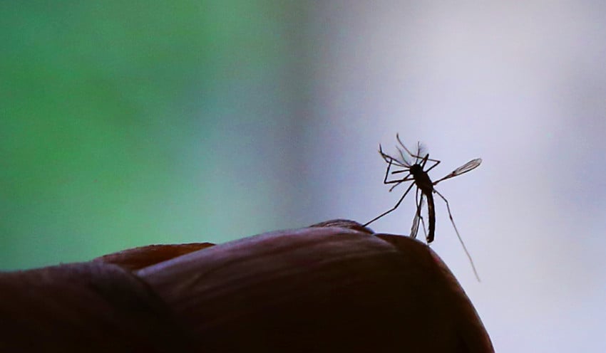 Zika vírus é transmitido pelo mosquito Aedes Aegypt, comum em períodos chuvosos e que também transmite e dengue