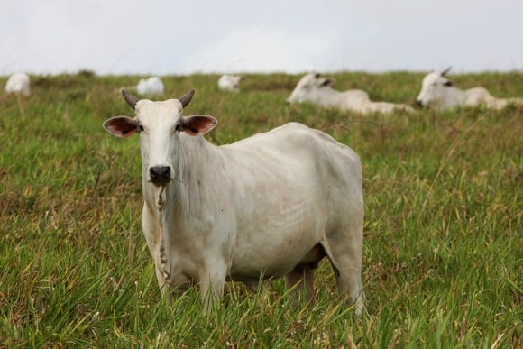 Em reportagem publicada pela BBC, o instituto Global Witness associa JBS, Marfrig e Minerva ao desmatamento do Cerrado em fazendas no Mato Grosso