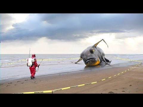 Animais também foram atingidos pelos efeitos da explosão em Fukushima[fotografo]Youtube[/fotografo]