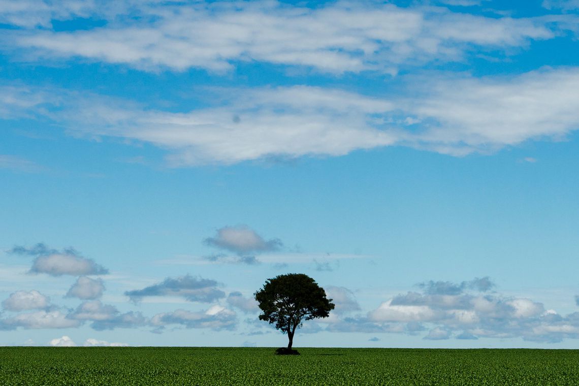 Projeto de senadores ameaça um terço da vegetação nativa do Brasil[fotografo]Marcelo Camargo/Agência Brasil[/fotografo]