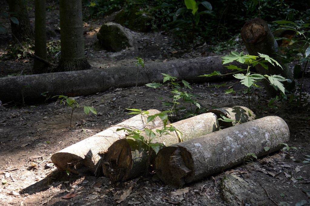 Floresta do Parque Nacional da Tijuca ganha mais 260 mudas de espécies nativas da Mata Atlântica. A ação foi promovida pelos voluntários do Instituto Conhecer para Conservar, do Grupo Cataratas, e de Paineiras Corcovado, no Parque Lage.