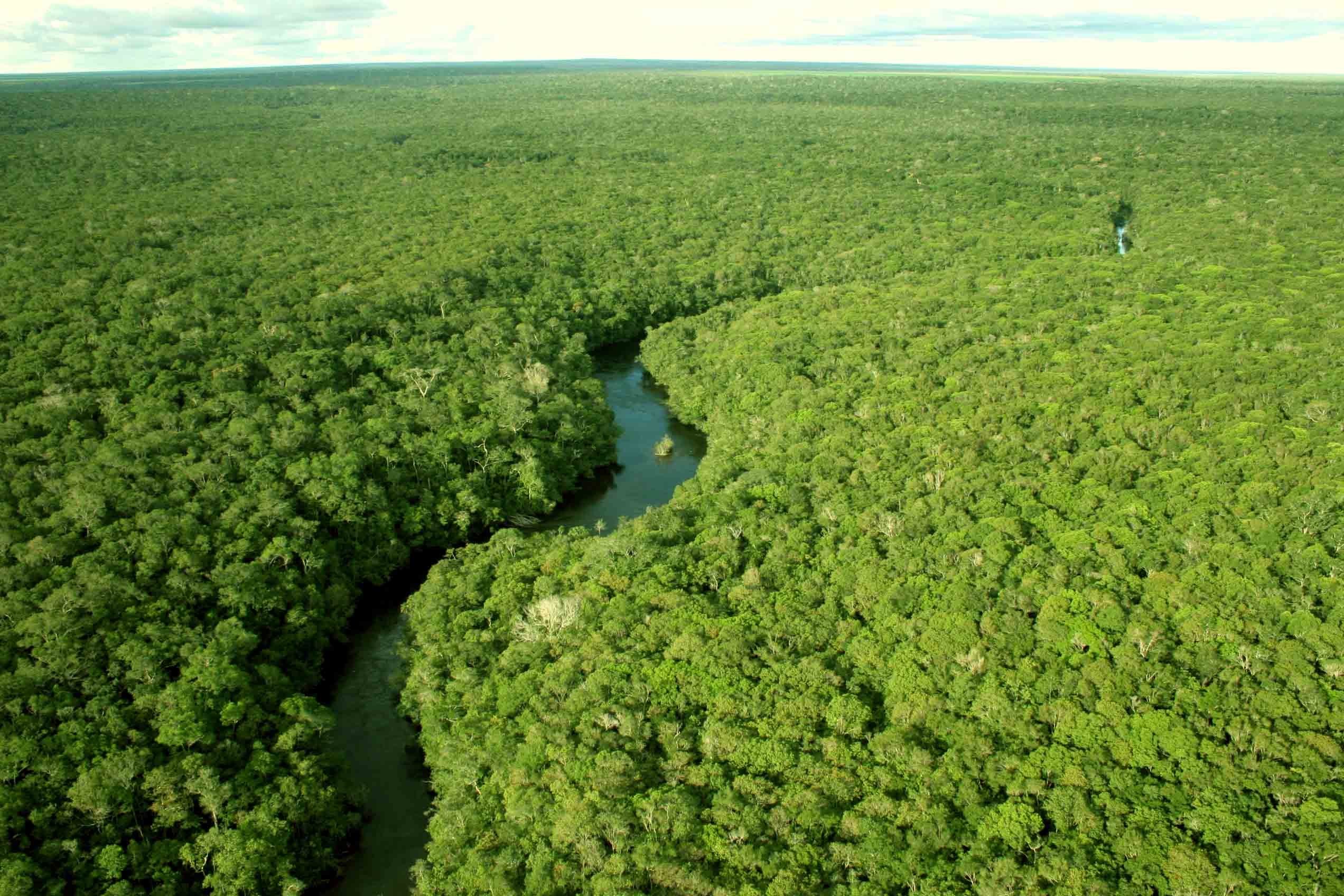 Para 81% dos brasileiros, a preservação da floresta amazônica deve ser uma prioridade para os candidatos à Presidência. Foto: Agência Brasil[