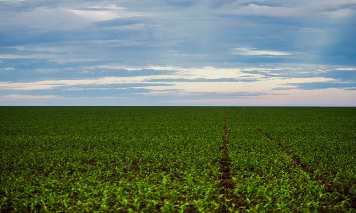 Área de plantação próxima ao município de Brasnorte, do estado de Mato Grosso
[fotografo] Marcelo Camargo/Agência Brasil [/fotografo]