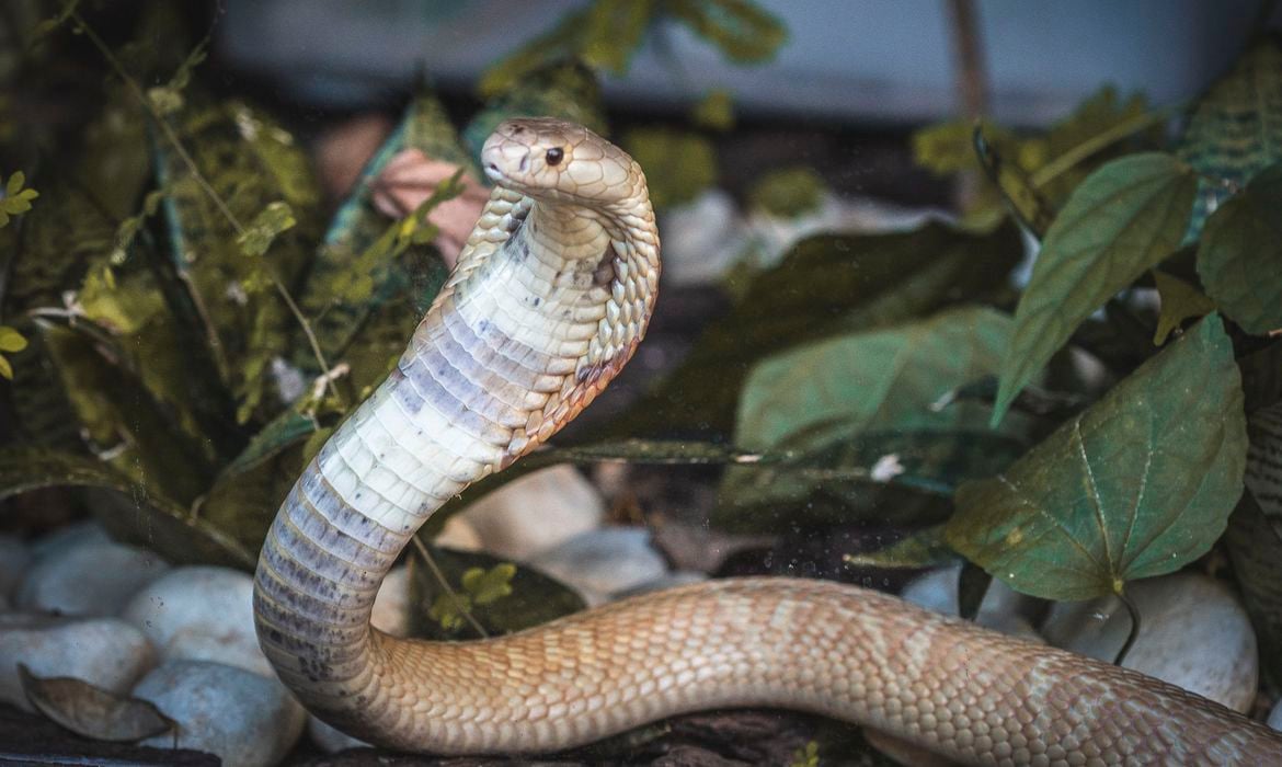 Cobra naja de 1,5 metro que picou um estudante de veterinária em Brasília e está no Zoológico da capital federal. [fotografo]Ivan Mattos/Zoológico de Brasília[/fotografo]