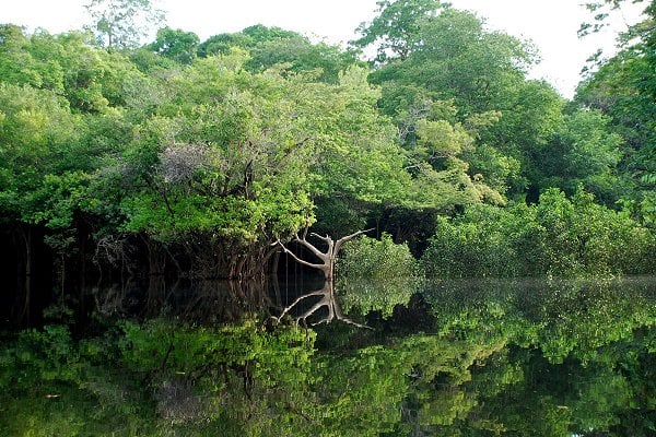 A Amazônia é, sim, um patrimônio inegociável do povo brasileiro - embora eu duvide que esse entreguista tenha alguma ideia do significado do conceito, que o diga a Eletrobrás. Foto:LecomteB/Wikimedia Commons.