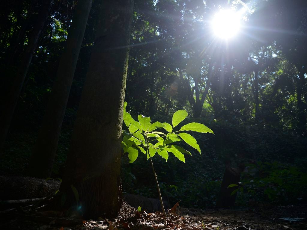 Floresta do Parque Nacional da Tijuca [fotografo] Tania Rego/Agência Brasil [/fotografo]