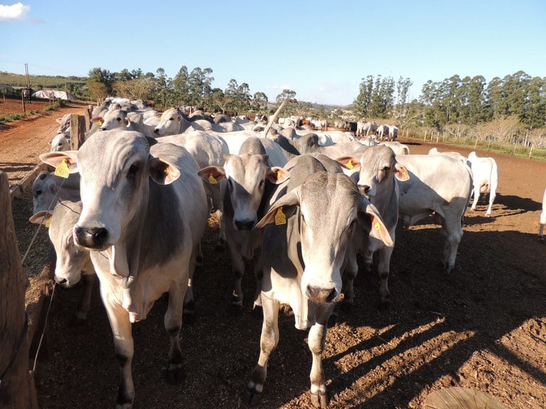 Recursos do fundo nacional seriam utilizados para ações emergenciais de defesa sanitária. Foto: Embrapa