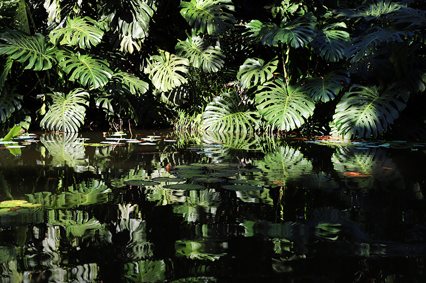 Sítio Roberto Burle Marx [fotografo]Oscar Liberal [/fotografo]