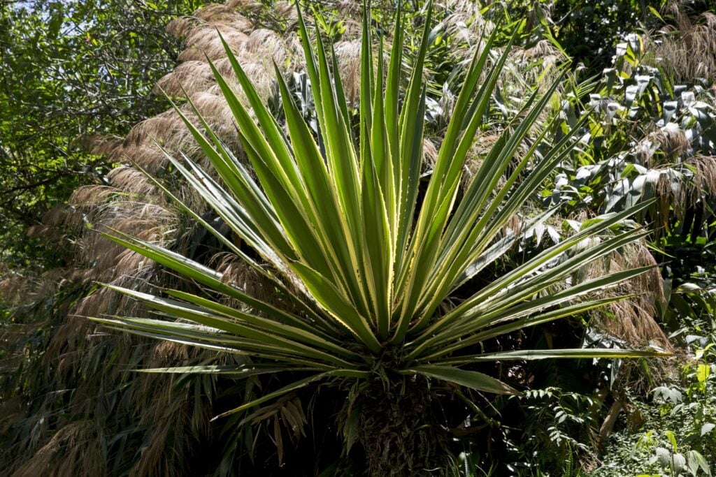 Sítio Roberto Burle Marx [fotografo]Oscar Liberal [/fotografo]