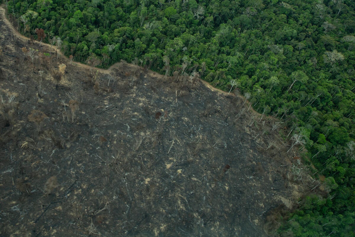 Detentor de 30% das florestas do mundo, Brasil beirou a metade do desmatamento mundial em 2022, perdendo 1,8 milhão de hectares de vegetação. 
Foto: Divulgação Greenpeace