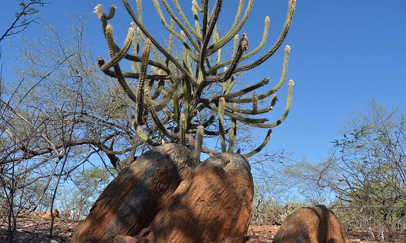 O nome caatinga é de origem tupi-guarani e significa 