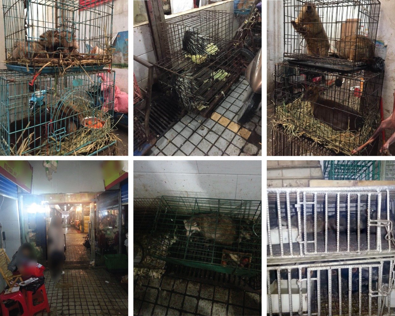 Fotos do mercado de Wuhan publicadas nos estudos. Foto: Reprodução