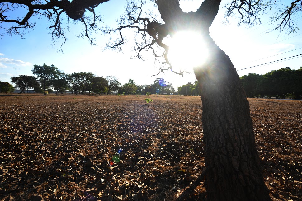 Cerrado, um dos biomas mais importantes e ameaçados do Brasil. Foto: Elza Fiúza/ABr