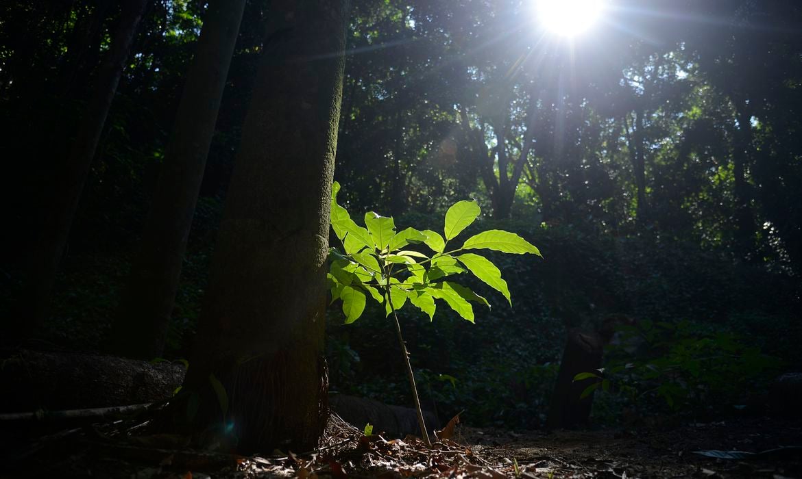 SOS Mata Atlântica destaca propostas necessárias para o Brasil atender aos objetivos fixados no Acordo de Paris. Foto: Tânia Rêgo/Agência Brasil