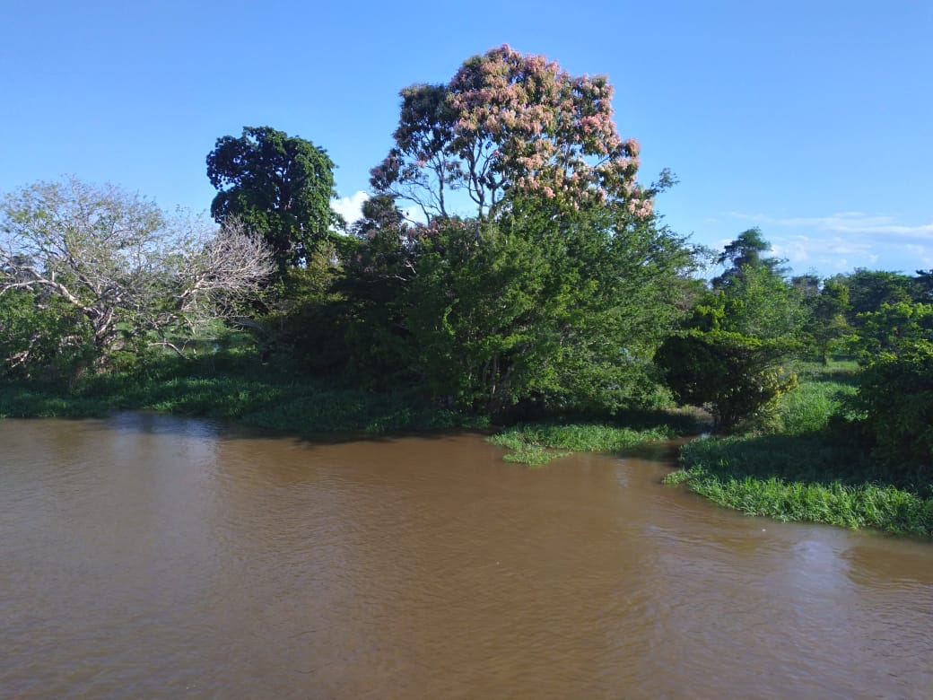 O canal do Jari, parte da floresta exuberante. Precisamos salvar a Amazônia! Foto: Cristina Saraiva