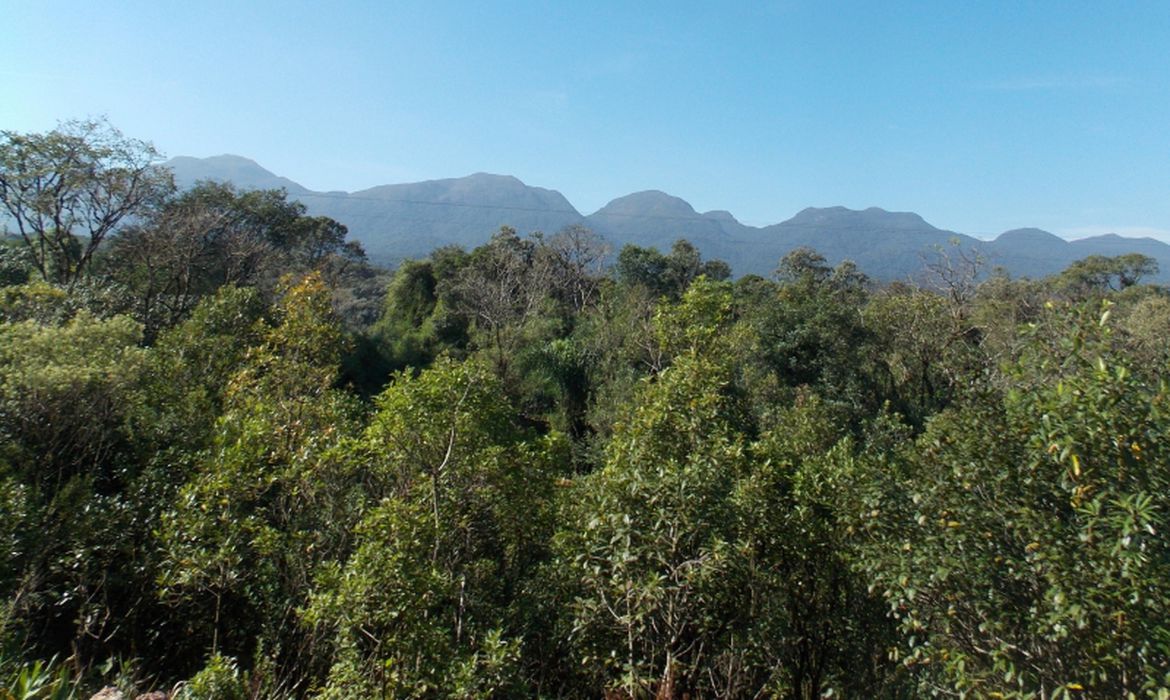 Mata Atlântica abrange 80% do PIB nacional, o que favorece as condições para o financiamento da restauração florestal, dizem autores. Foto: EBC