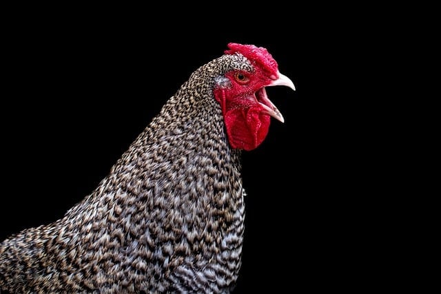 Compra de carne de pescoço superfaturada no Amazonas envolve Funai.Foto: Divulgação