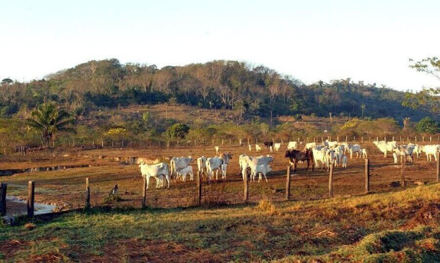 Pesquisa realizada pela ONG Alianima revela que projetos de lei constantemente negligenciam ou prejudicam animais de fora do meio doméstico, como os de fazenda ou silvestres. Foto: Marcello Casal Jr/Agência Brasil