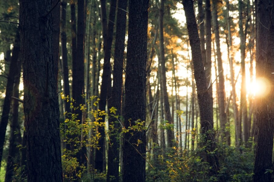 Preservação do meio ambiente deveria ser luta diária de todos. Foto: Dan Stark (via Unsplash)