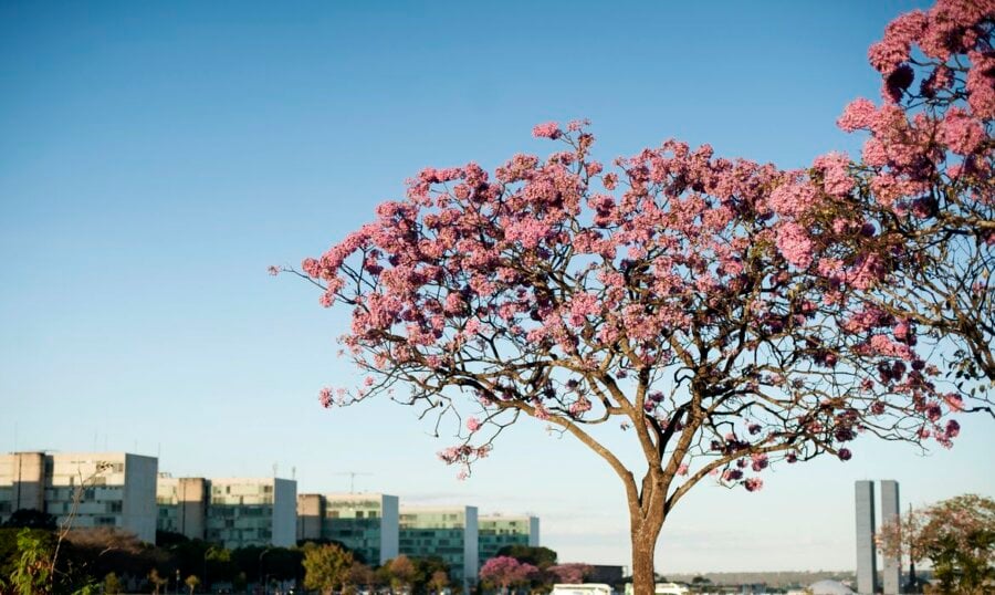 Pelo quinto 5º consecutivo, Prêmio Congresso em Foco vai reconhecer os parlamentares que mais se destacaram na defesa da pauta socioambiental. Foto: Marcello Casal Jr/Agência Brasil