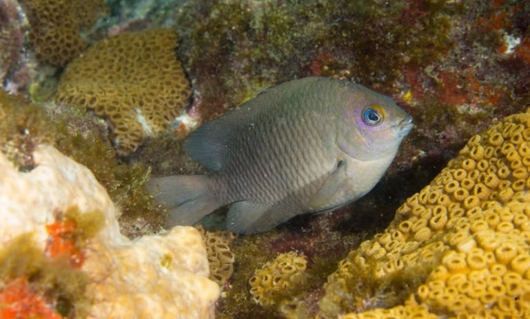 Pesquisa científica mostra aumento do tempo de refúgio e diminuição da busca por comida entre os efeitos da poluição sonora oceânica sobre o peixe-donzela. Foto: Divulgação