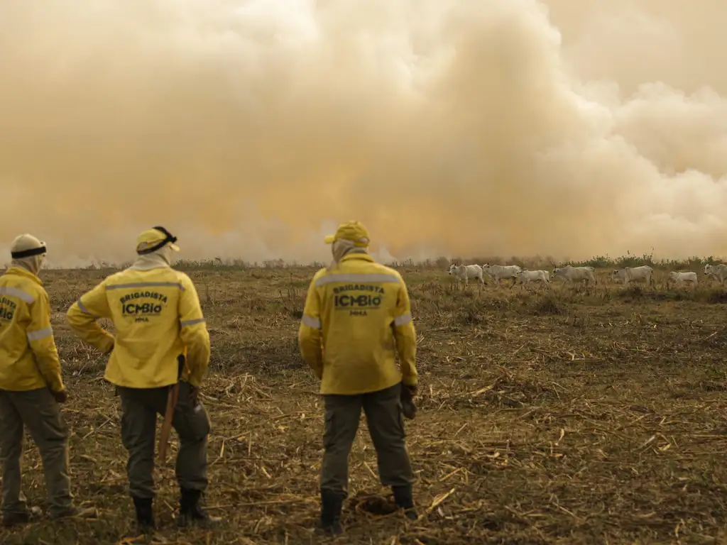 O documento avisando da greve foi destinado à presidência do Ibama informando que irão suspender todas as atividades de fiscalização ambiental. Foto: Joédson Alves/Agência Brasil