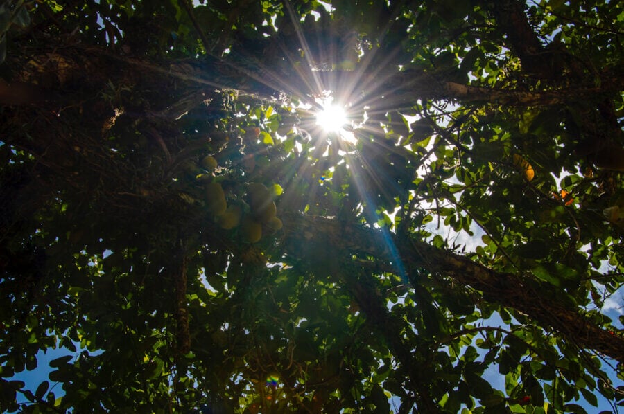 A luz do sol atravessa a Jaqueira com frutos no Quilombo de Palmares, localizado na Serra da Barriga. Um dos itãs do candomblé conta que a Jaqueira é a morada das grandes mães ancestrais. Foto: Mariana Maiara