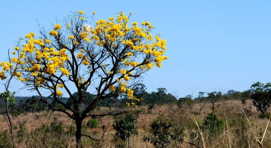 OL
Cerrado se tornou o principal bioma do país em termos de desmatamento, superando pela primeira vez a Amazônia. Foto: Agência Brasil