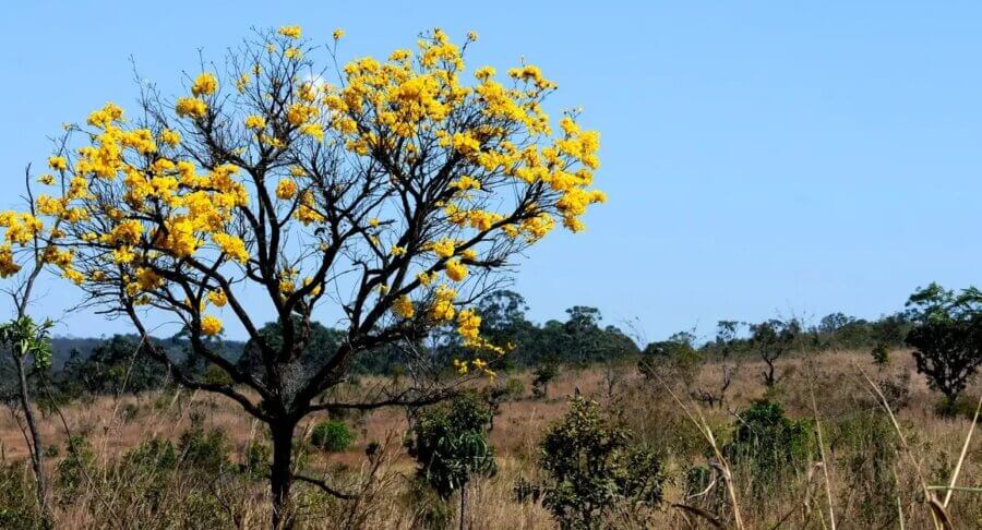 O Cerrado é o bioma que mais tem sido castigado com o desmatamento recentemente. Foto: Toninho Tavares/ABr