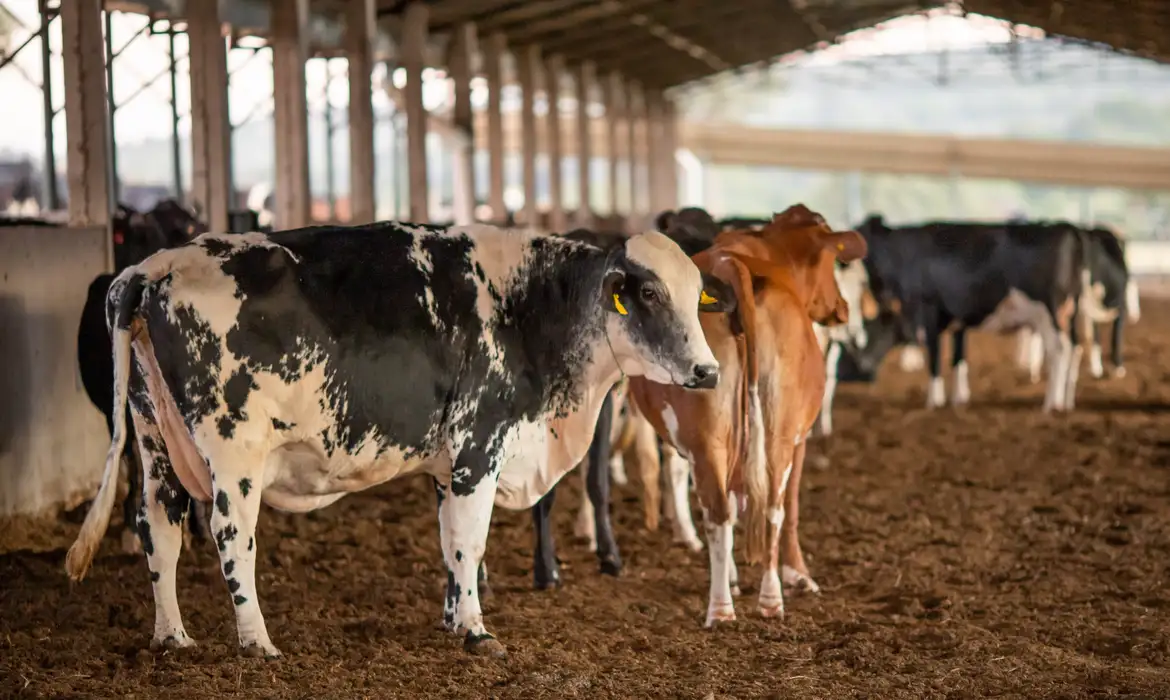 Fora ora da Cesta Básica, as carnes vermelhas ficarão na faixa do imposto parcial, com redução de 60% em relação à alíquota padrão. Foto: Wenderson Araujo/CNA