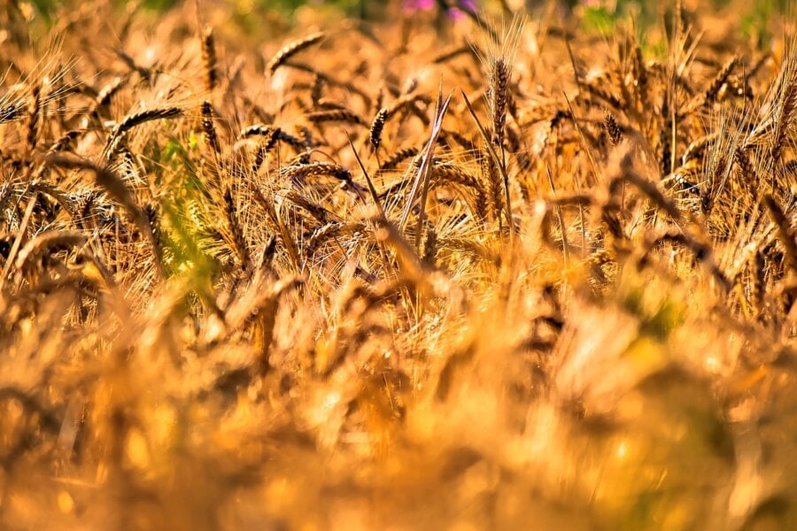 Plantação de cevada. Foto: Pixabay