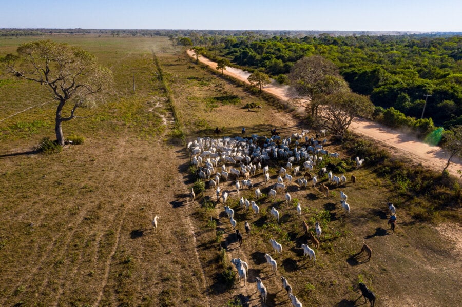 Gado em área do Pantanal Mato-Grossense. Rodolfo Perdigão/Secom-MT