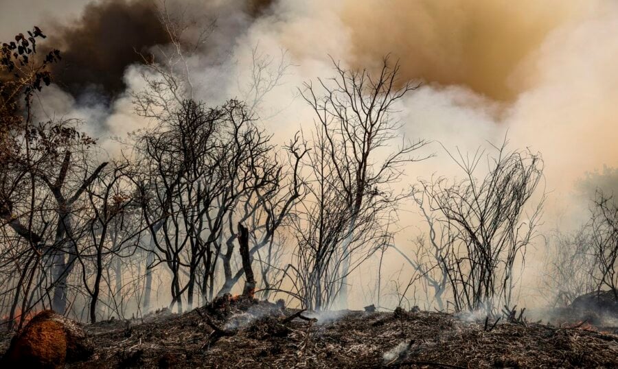 Para o ICMBio, há indícios de que incêndio na Floresta Nacional de Brasília tenha sido provocado de maneira criminosa. Foto: Marcelo Camargo/ABr