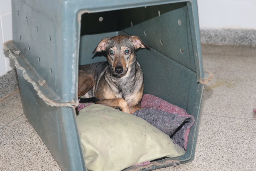 Projeto com normas de proteção a animais em situações de calamidade foi aprovado de forma unânime na Câmara, e retorna ao Senado para revisão. Foto: 
Valter Campanato/Agência Brasil