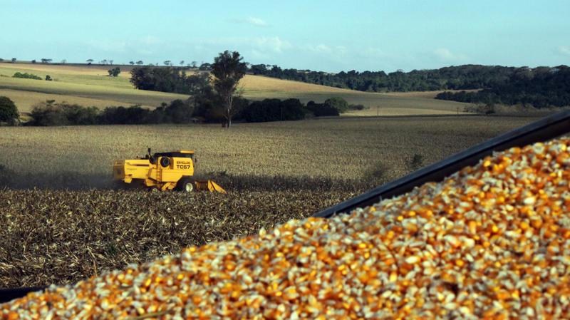 Milho na carroceria de caminhão em lavoura de milho no norte do Paraná.