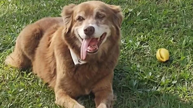 Cachorro conhecido como 