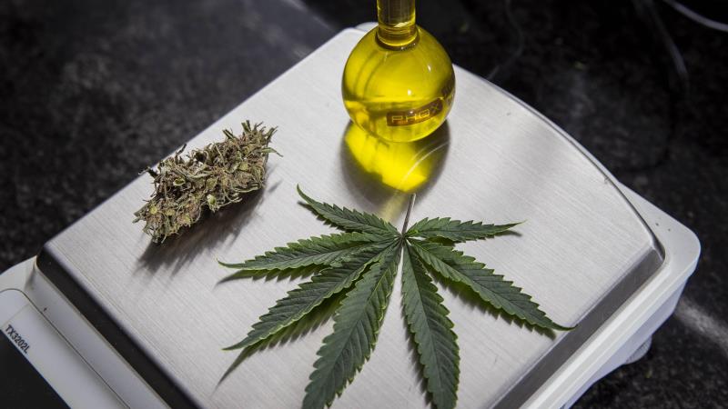 Senadores apresentaram projetos que buscam ampliar o acesso a tratamentos a base de cannabis medicinal.