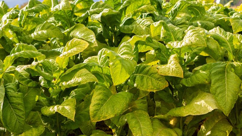 Inteligência artificial reduz vulnerabilidade climática, amplia competitividade e sustenta milhões de empregos no Sul do país.