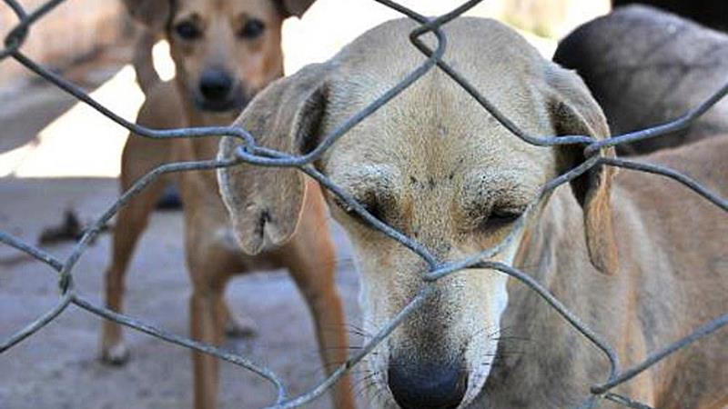 O projeto do deputado Marcos Tavares será analisado em caráter conclusivo.