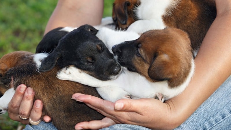 Ignorar o vínculo humano-animal e o luto pet mantém invisível uma dimensão real do sofrimento psíquico contemporâneo.