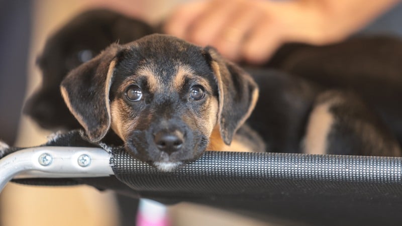 A iniciativa busca ampliar acesso a tratamentos e reduzir abandono de animais.