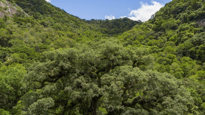 Mudanças na legislação e perda de florestas agravam a crise hídrica e comprometem metas climáticas do Brasil.