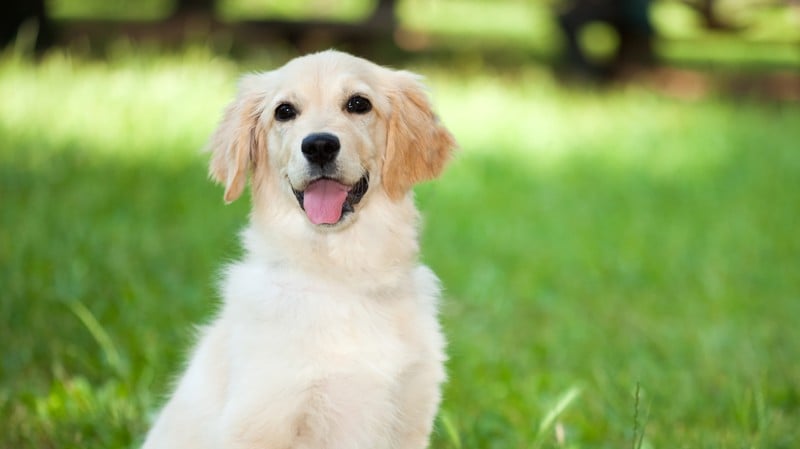 A proposta segue para o Plenário.