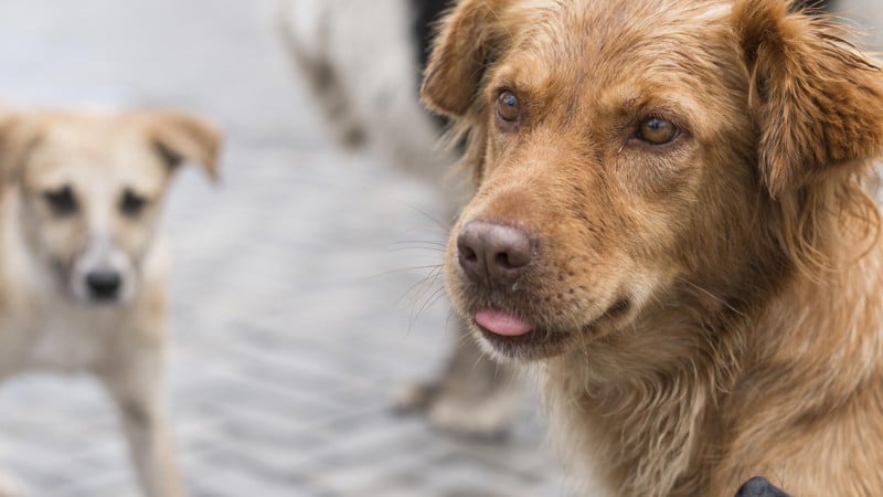 Nova lei cria regras para uso de espaços públicos e fortalece ações de ONGs e protetores independentes.