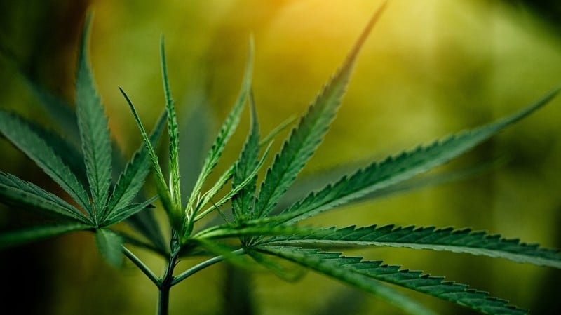 Nova norma da Anvisa avança, mas ambiente complexo ainda trava expansão.