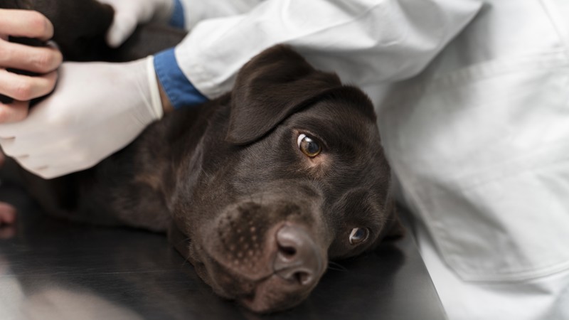 Projeto prevê atendimento prioritário para animais de rua.